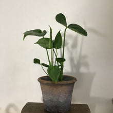 Load image into Gallery viewer, Monstera deliciosa - Swiss Cheese Plant, 12cm Pot

