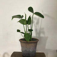 Monstera deliciosa - Swiss Cheese Plant, 12cm Pot