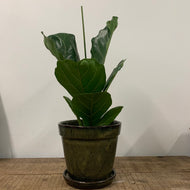 Ficus Lyrata - Fiddle Leaf Fig, 17cm Pot