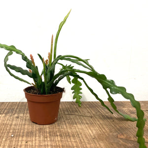 Epiphyllum Angulier - Fishbone Cactus, 9cm Pot