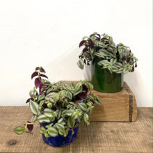 Load image into Gallery viewer, Tradescantia Zebrina ‘Violet Hill’, 12cm Pot
