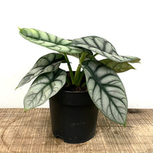Load image into Gallery viewer, Alocasia badinga - Silver Dragon, 12cm Pot
