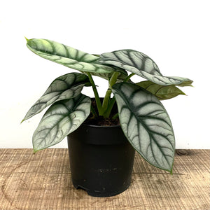 Alocasia badinga - Silver Dragon, 12cm Pot