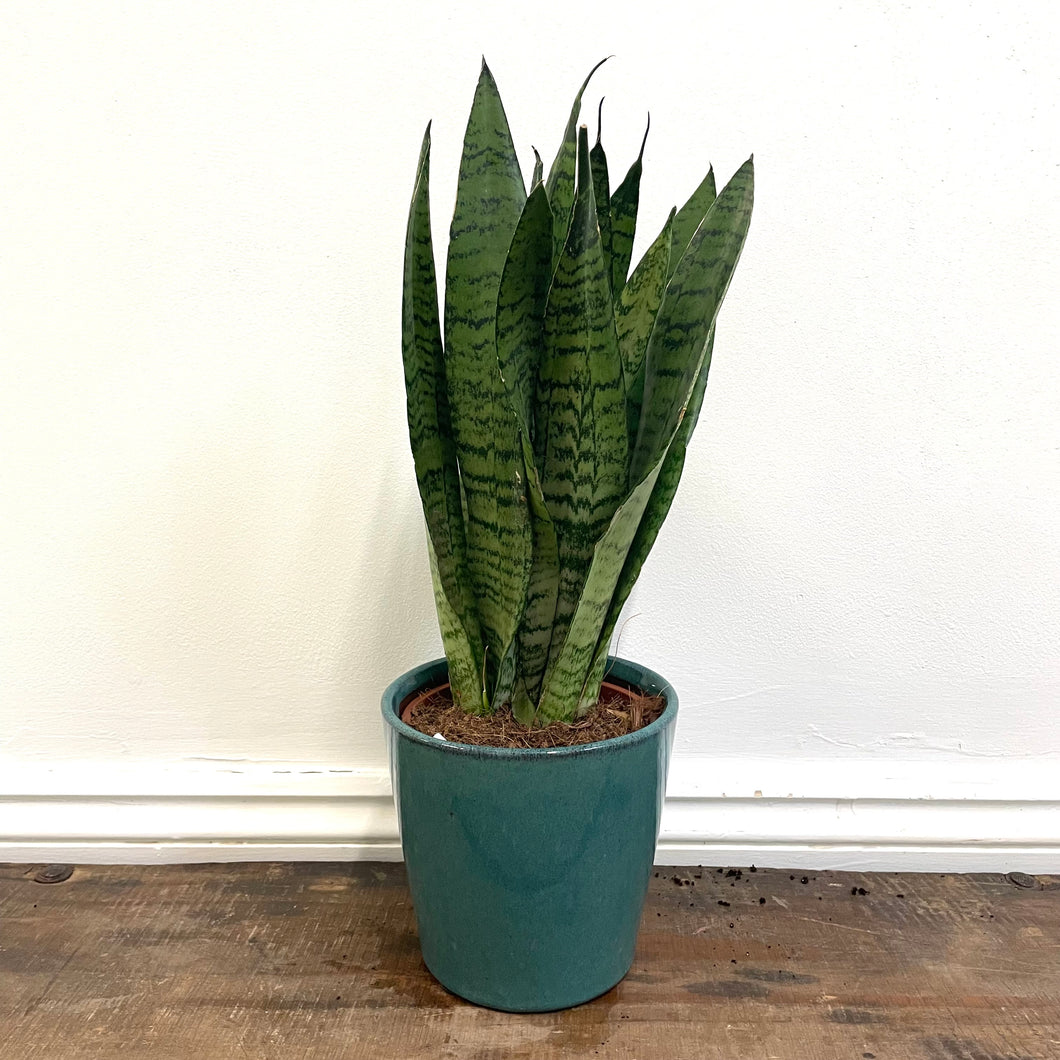 Sansevieria Zeylanica - Snake Plant, 14cm Pot