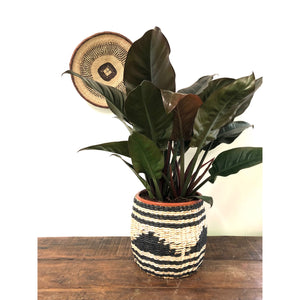 Philodendron Imperial Red, 27cm Pot